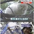 日本一只大肥猫被捕···