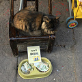 凤凰古城路遇一只自己挣猫粮猫🐈