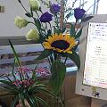 秀秀最近办公室养的花