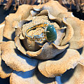 【品尚】镶嵌款式参考 —— K黄卷草花纹猫眼戒指