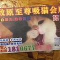 “扫猫打非”行动