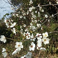 梅花香飘飘 蜜蜂嗡嗡响