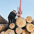 2017年太仓口岸全年进口木材1113万立方