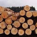 北美木材市场回顾及展望
