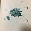 雷杜德的手绘花卉图谱