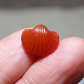 虫哥贝壳，最美的贝壳😍