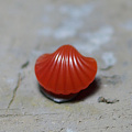 虫哥贝壳，最美的贝壳😍