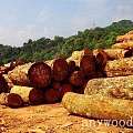 老挝将加强木材管理