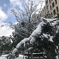 晒一波雪景，难得下雪下的这么大