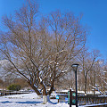 好多人发雪景，我也发个自己拍的南京的雪景哈，雪太大，只能在家门口附近拍拍啦