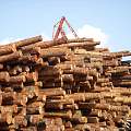 年关之际，港口木材交易处于低位
