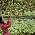 遵循百年古法的非遗榨菜，小菜才是最惊艳