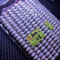 14x10正月大苹果，精品星月菩提念珠品相完美。