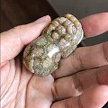 精品珊瑚玉