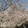 青岛，中山公园，樱花挺美，人实在太太太太多啦
