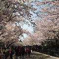 青岛，中山公园，樱花挺美，人实在太太太太多啦