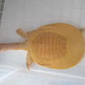黄金 甲鱼