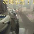 有猫了！有！猫！了！