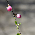 又是一年桃花开