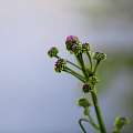 花开花落又一春