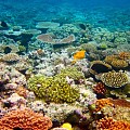夏威夷为保护珊瑚礁 或将禁售大多数防晒产品
