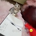 妹妹家两只小猫咪