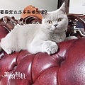 妹妹家两只小猫咪