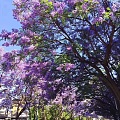 五月，浪漫蓝花楹，再见紫蓝色。