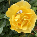 黄金玫瑰