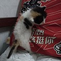 除了不会走猫步，看着倒是猫模猫样了