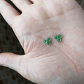 分高品质翡翠小绿小黄