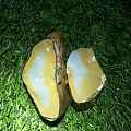 秦紫玉极品金膏玉俏色，金膏玉夹白