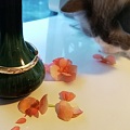 小花瓶，小花鐲