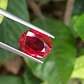 精品无烧鸽血红宝石
3.03ct 主证鸽血红
晶体好 强荧光
室内也很美 ...