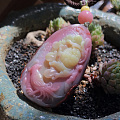 盐源美。