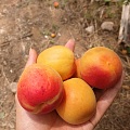 崂山的杏成熟啦，还吃啦一顿全天然的农家宴哈