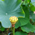 成都未名湖畔夏。雨。荷