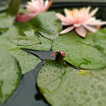 成都未名湖畔夏。雨。荷