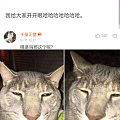 上次发了很多丑可爱的猫，再来补点