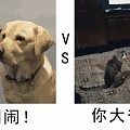 是养只狗还是养只猫呢？