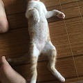 袋鼠？猫？