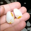 两枚小籽