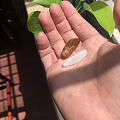 长棒棒独籽貔貅