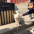 太原永祚寺偶遇小猫