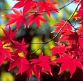 北京的朋友，现在去北京还能看到香山的红叶吗？