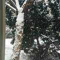 第一场雪

今天第一场雪，沏了香香的小种，听着音乐看雪花飘落，，，
喜欢春雨...