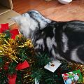 猫和圣诞树不可兼容

买了个迷你圣诞树，还没装，就被Tigger拆了……追着...