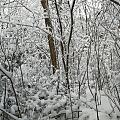 家乡后山雪景，我以为我在北方过年呢😄