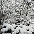 家乡后山雪景，我以为我在北方过年呢😄