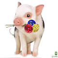 送花的小猪